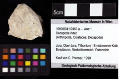 Foto (Objket + Etiketten) von Decapoda indet. 